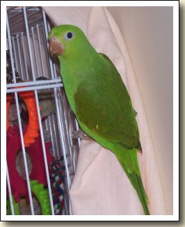 Canary-wing Parakeet - Bella