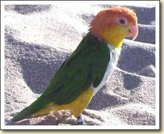 White belly Caique - Buddy