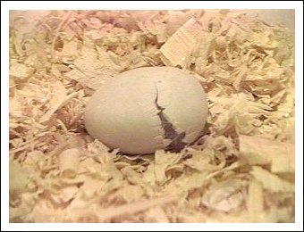 White-bellied Caique egg hatching