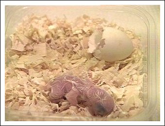 White-bellied Caique egg hatching