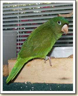 Golden-wing Parakeet - Jade