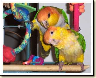 White bellied Caiques - Junebug & Cricket