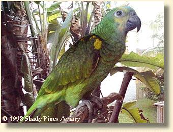 Blue-fronted Amazon 'Lucky'