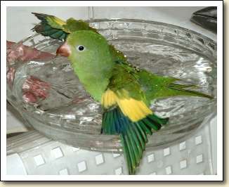Canary-wing Parakeet - Manu