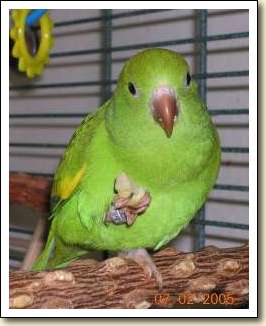 Canary-wing Parakeet - Meka