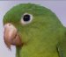 Orange-chin
