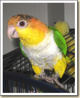White-bellied Caique - Scooter