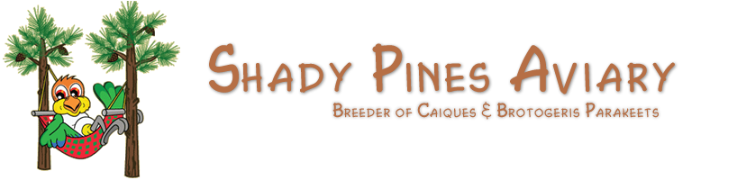 Shady Pines Aviary, Breeder of Caiques and Brotogeris Parakeets