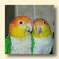White-bellied Caiques - Ollie & Special