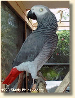 African Grey Parrot '/Tuki'/