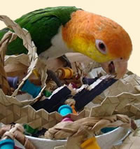 Caique with shredder